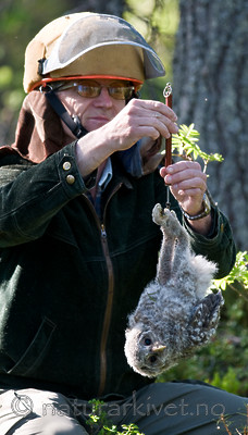 BB 09 0044 / Strix uralensis / Slagugle